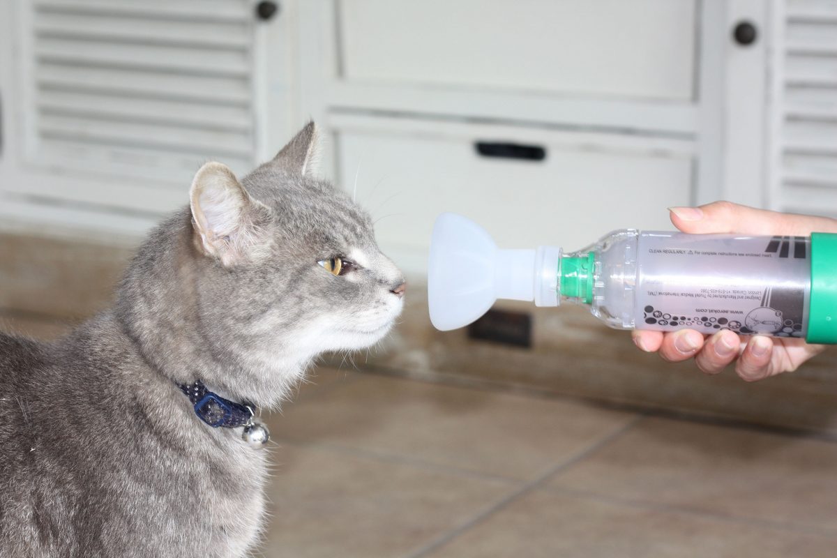 Asthma in Cats International Cat Care
