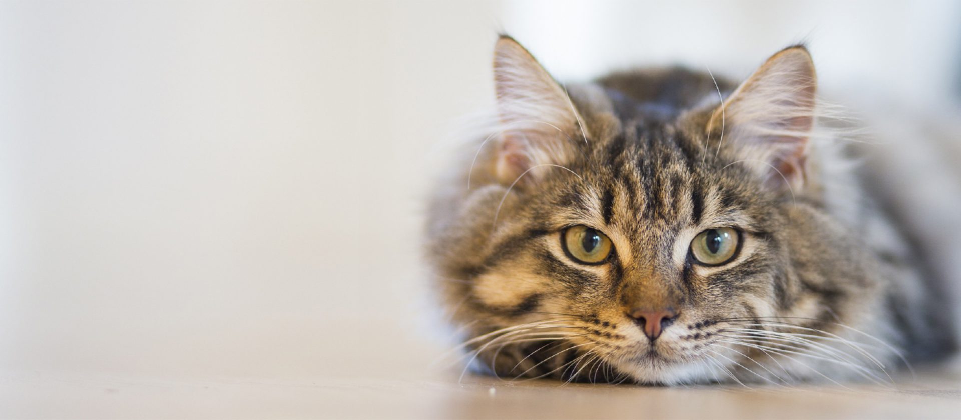 International Cat Care | The ultimate resource on feline health ...