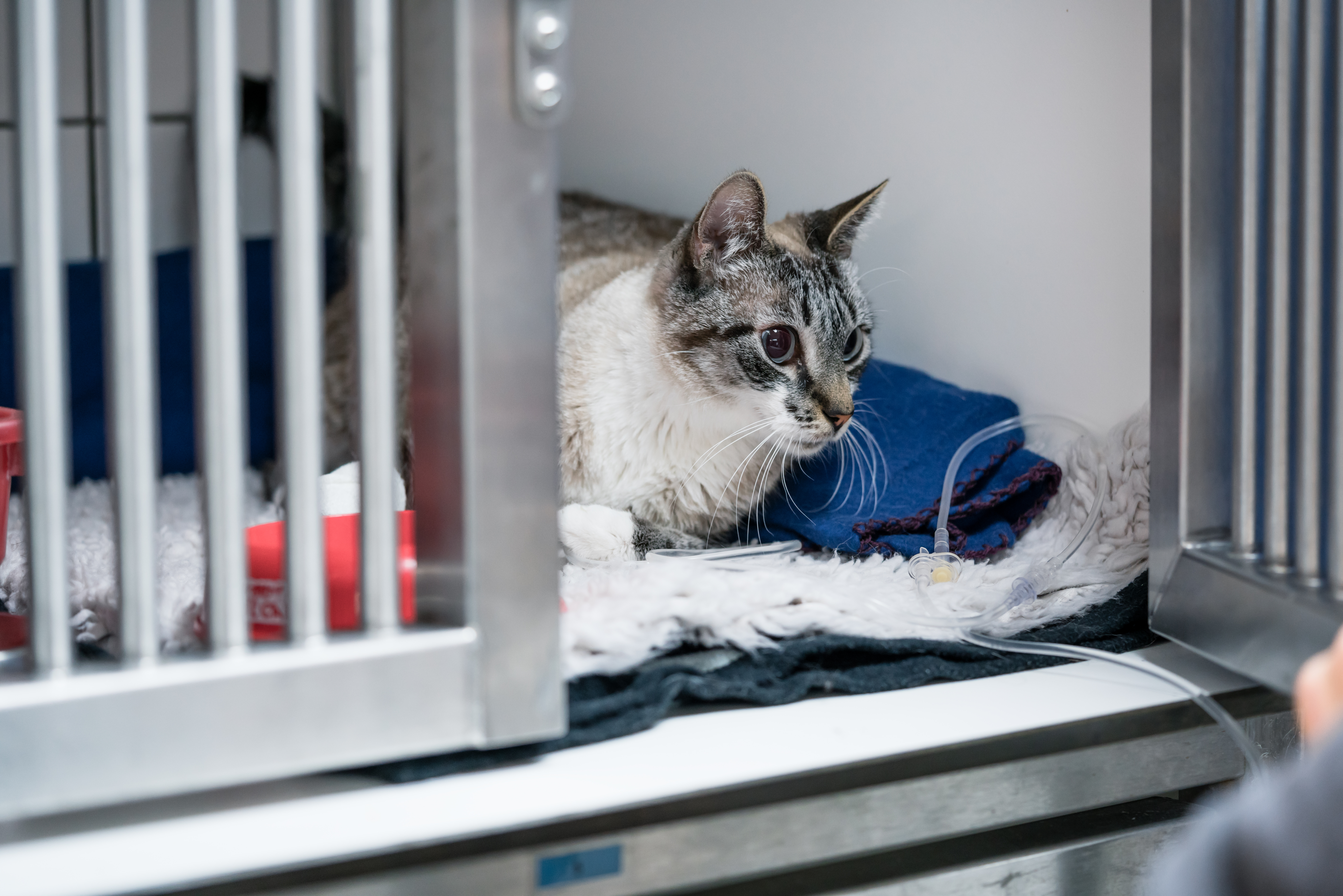Feline Coat Color  Veterinary Genetics Laboratory