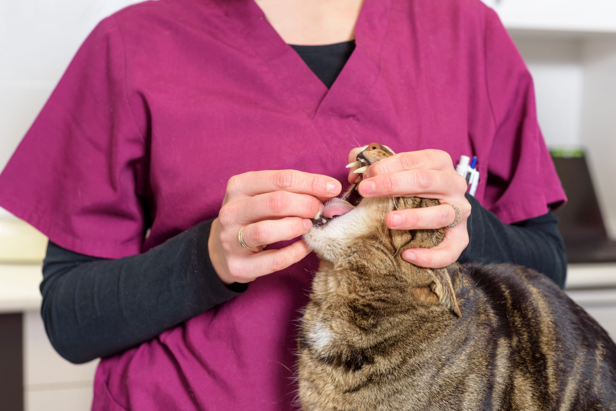 Worming your cat | International Cat Care