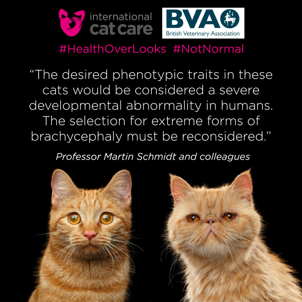 Severe Brachycephalic In Persian And Related Breeds International Cat Care