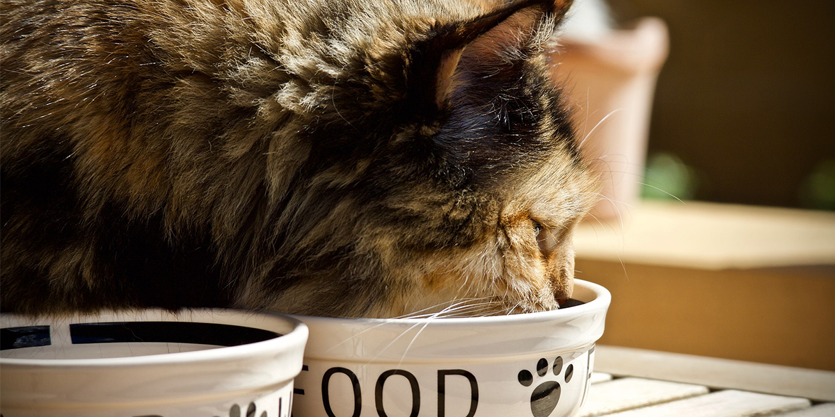 Why do cats try to cover their food?