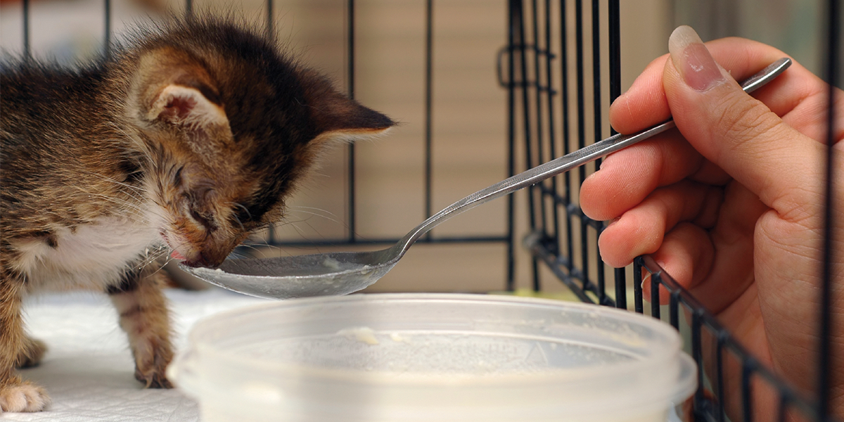 Hand-Rearing Kittens | International Cat Care