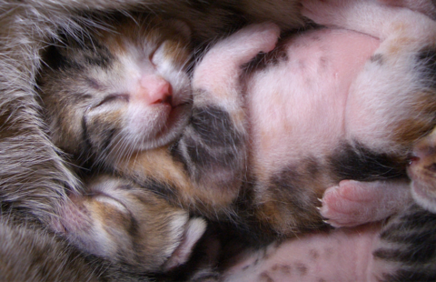 Bringing up a litter of kittens: behavioural considerations