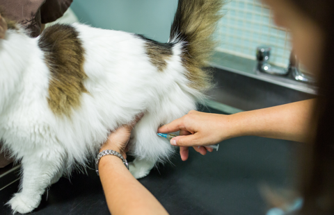 Vaccinating your cat