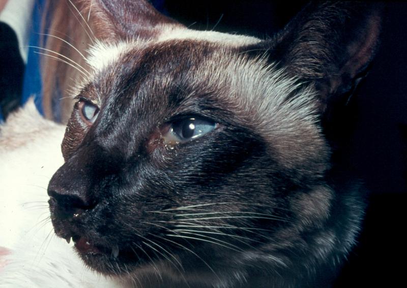 Cat Eye Discharge - How to Treat Different Types of Feline Eye Issues