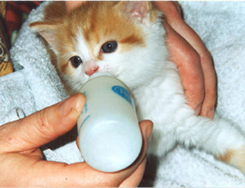what can newborn kittens eat