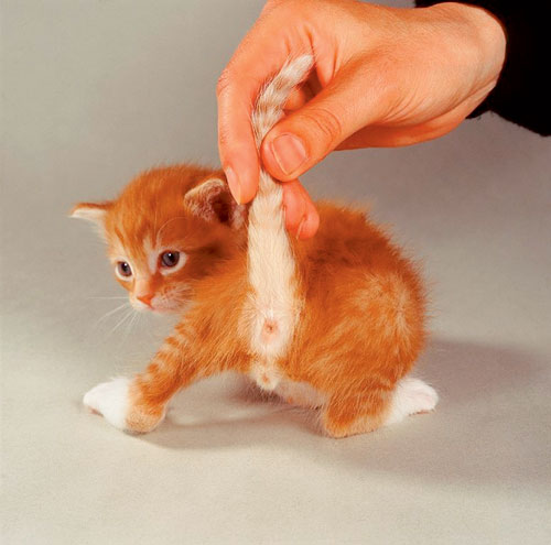 kitten male كيف نفرق بين الذكر والأنثى في القطط الصغيرة والمولودة حديثاً بالصور 3 كيف نفرق بين الذكر والأنثى في القطط الصغيرة والمولودة حديثاً بالصور