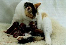 cat birth kittens born cleaned membranes breaths allowing away mother take them their