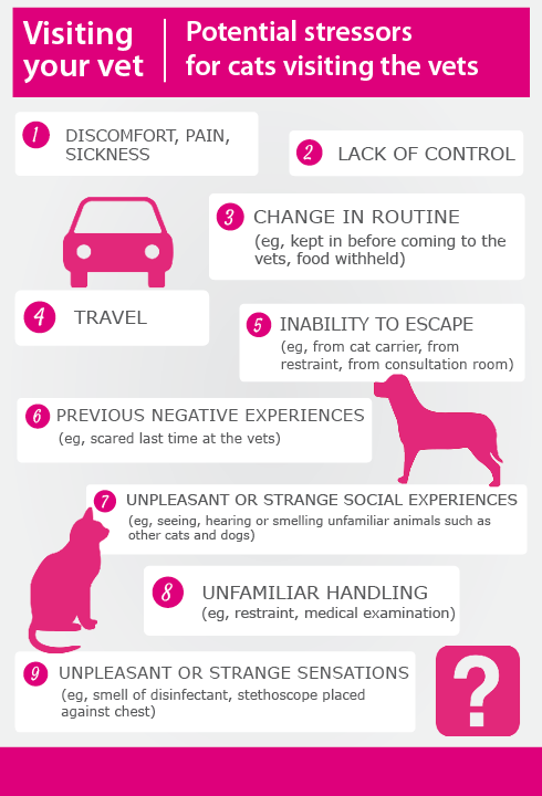 Taking your cat to the vet | International Cat Care