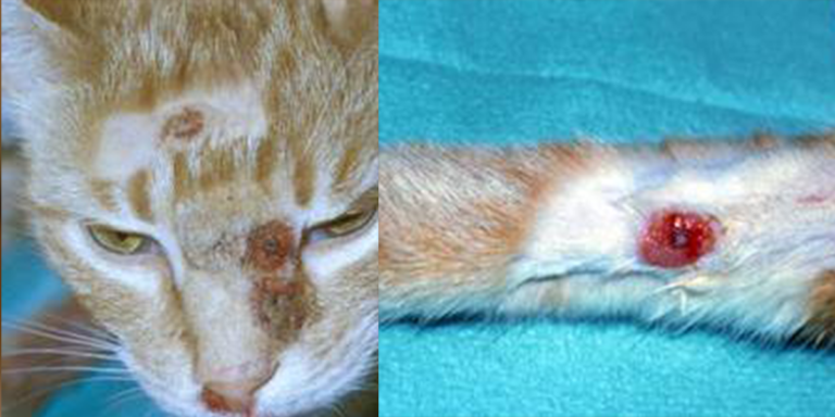 Cowpox Virus Infection In Cats International Cat Care