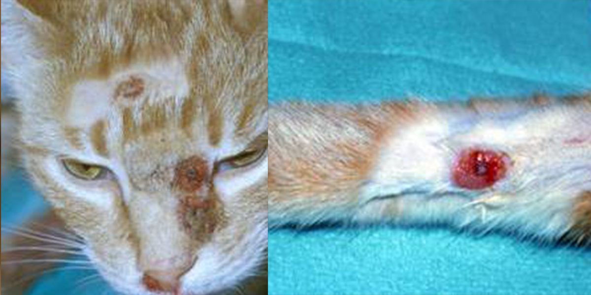 Cowpox Virus Infection in Cats
