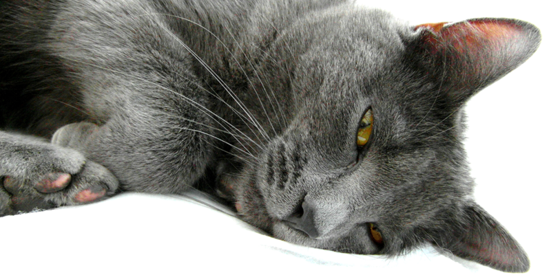Hyperadrenocorticism (Cushing's Disease) International Cat Care