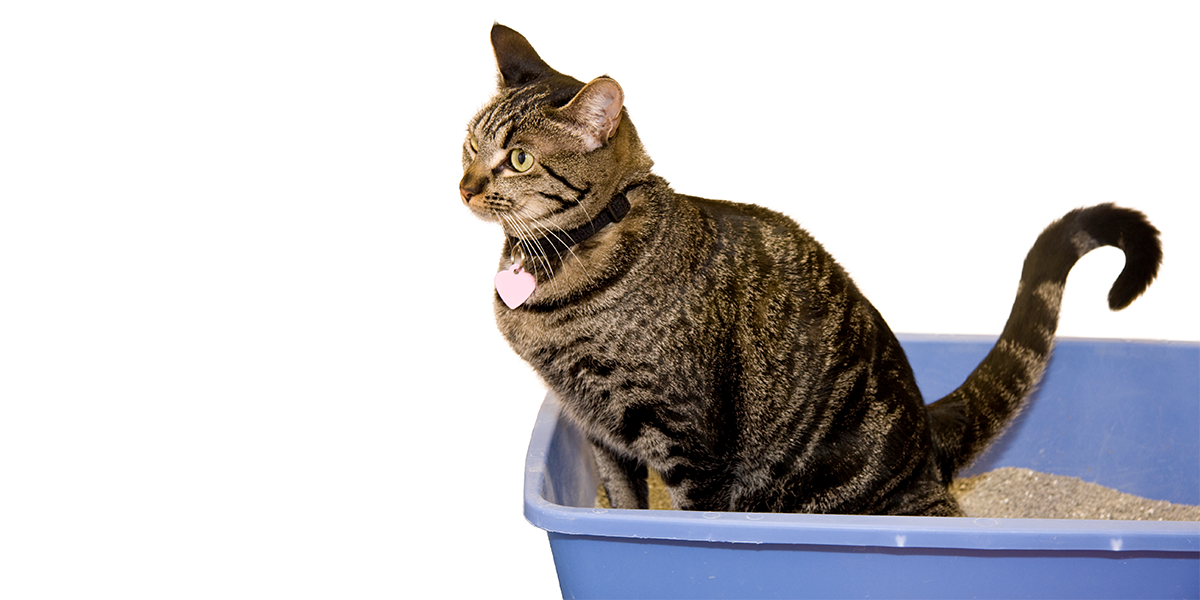 Feline Lower Urinary Tract Disease (FLUTD) | International Cat Care