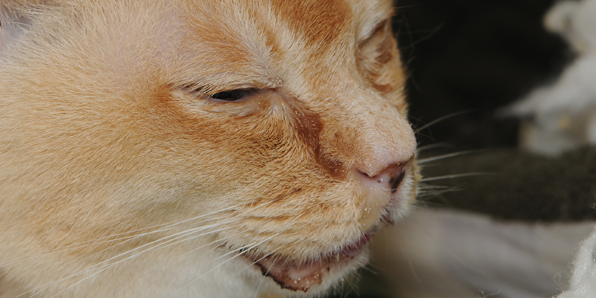 How to tell if your cat has an eye infection Cat Eye Discharge And Eye Problems