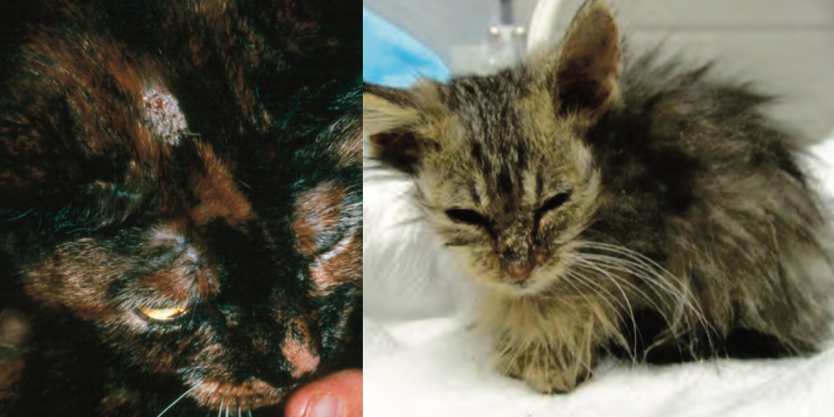 Ringworm in cats | International Cat Care