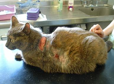Síndrome de Cushing em gatos - o que é, sintomas e tratamento 2