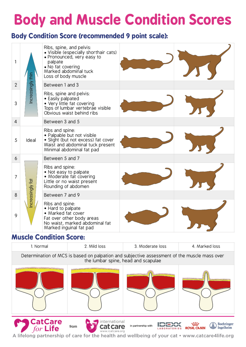 Weight Cat Size Chart By Age
