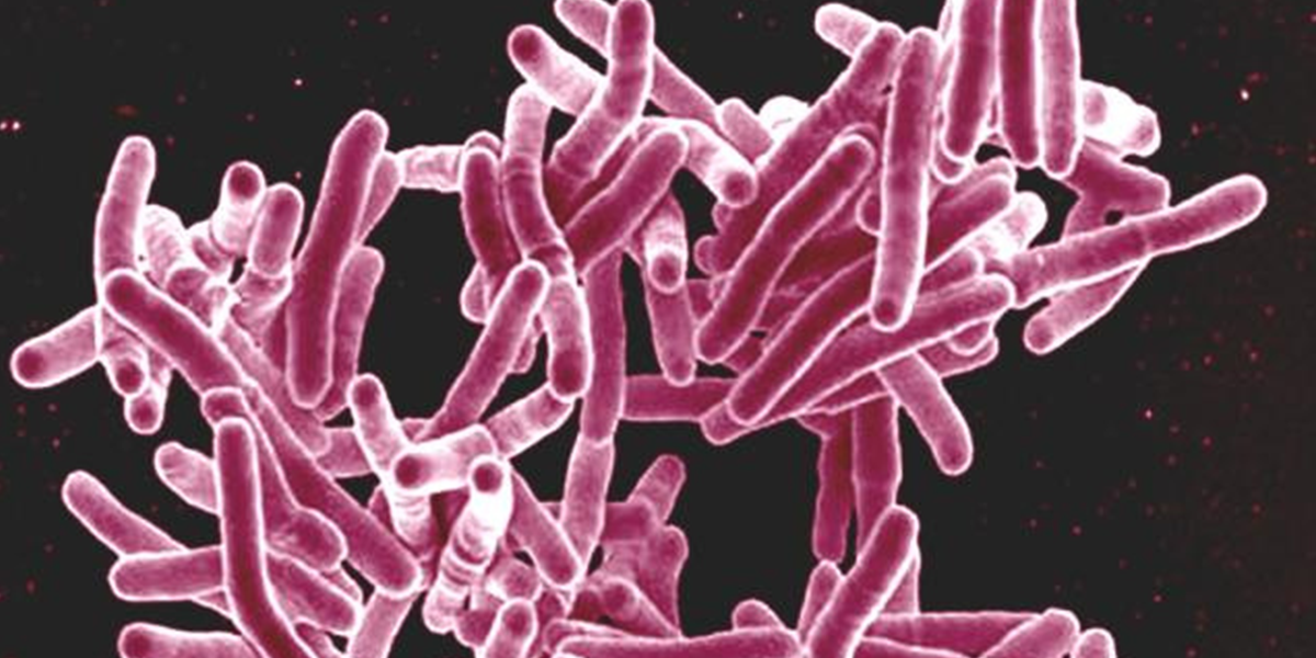 Mycobacterial Diseases in Cats – Tuberculosis
