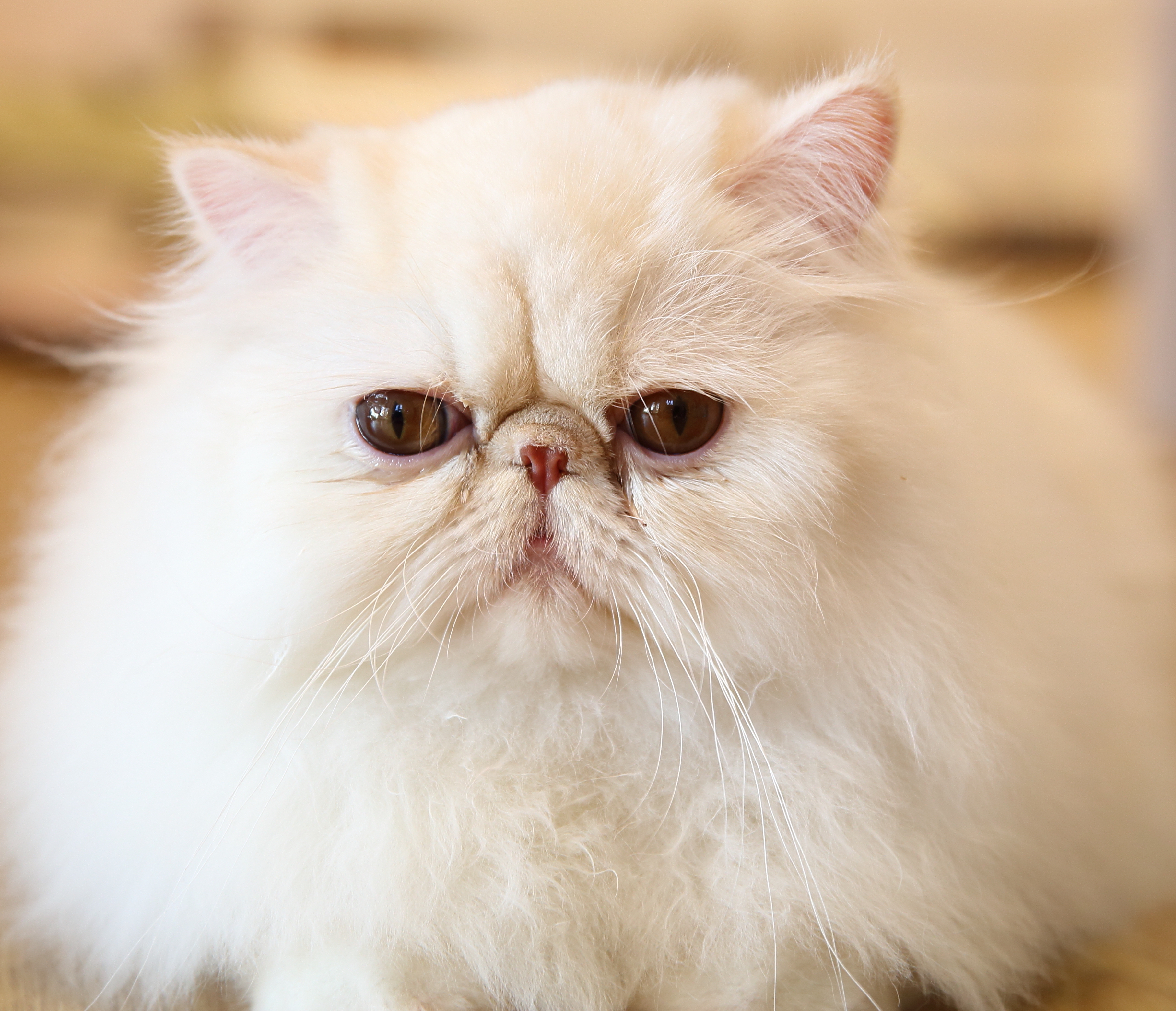 Further evidence on the suffering of flat-faced cats | International Cat  Care