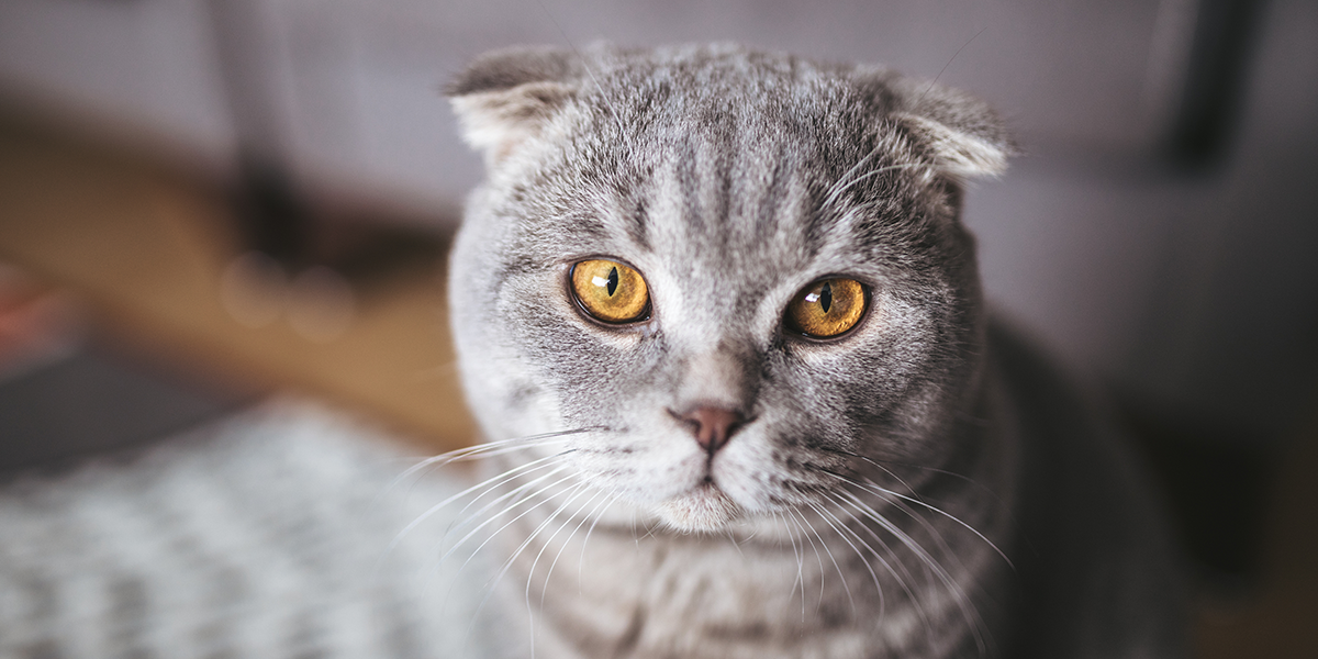 Inherited Disorders in Cats | International Cat Care