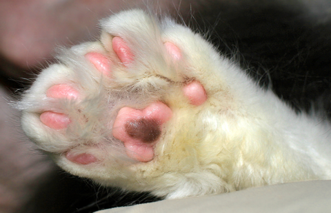 Polydactyl cats (cats with extra toes)