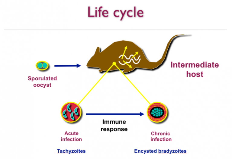 Toxoplasmosis and cats International Cat Care