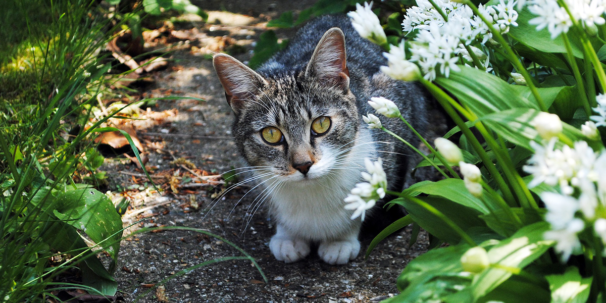 How To Keep Cats Off The Garden, How To Keep Cats Off Your Veggie Garden