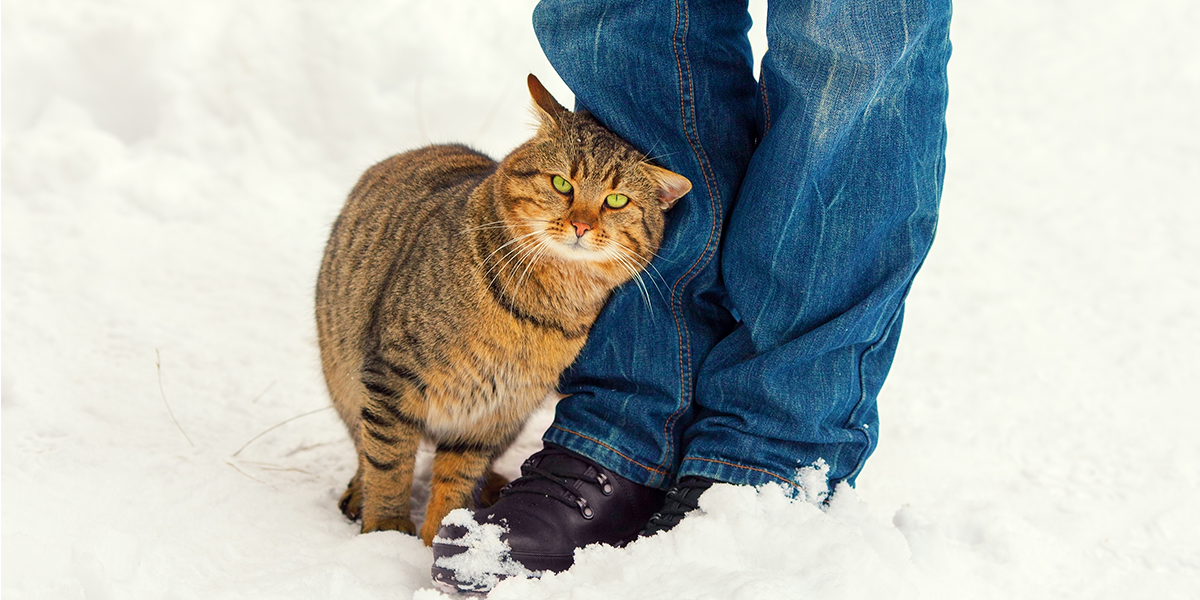 Why do cats rub round their owners' legs? | International ...