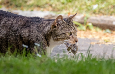 Why do cats bring home dead prey?