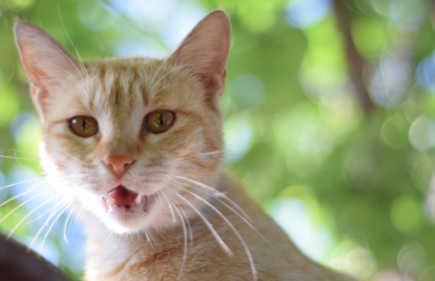 Why do cats draw back their lips when they sniff something strange?