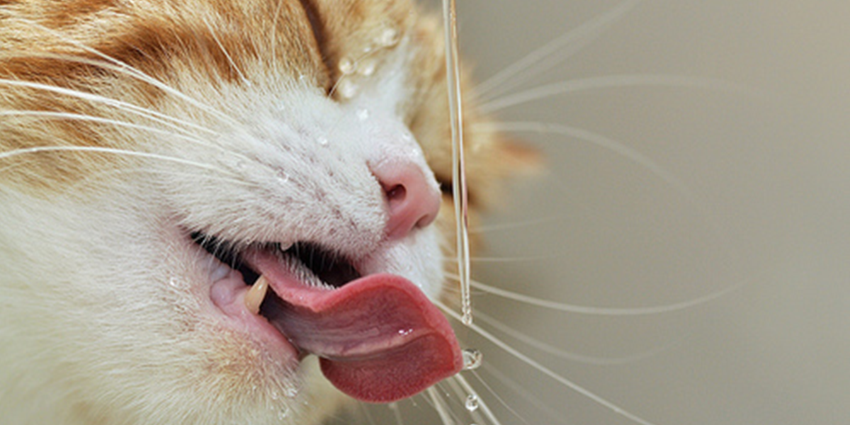 Why do cats drink from the tap?