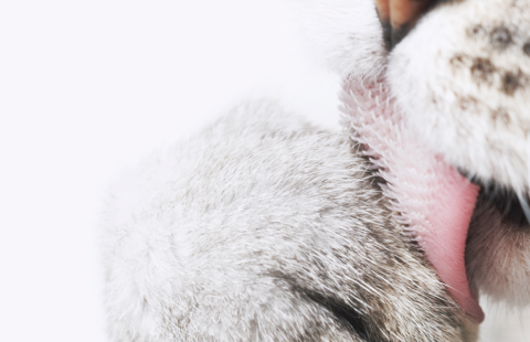 Why Do Cats Have Rough Tongues?