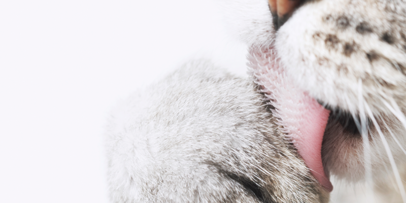 Why Do Cats Have Rough Tongues International Cat Care 