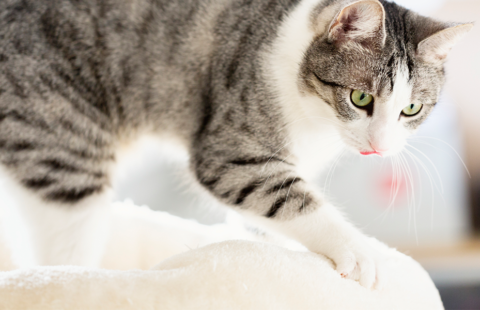 Why do cats knead their owners with their claws?
