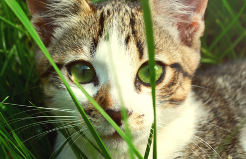 Why do cats like to nibble grass?