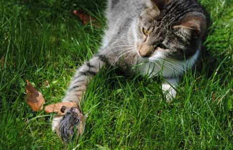 Why do cats play with their prey?