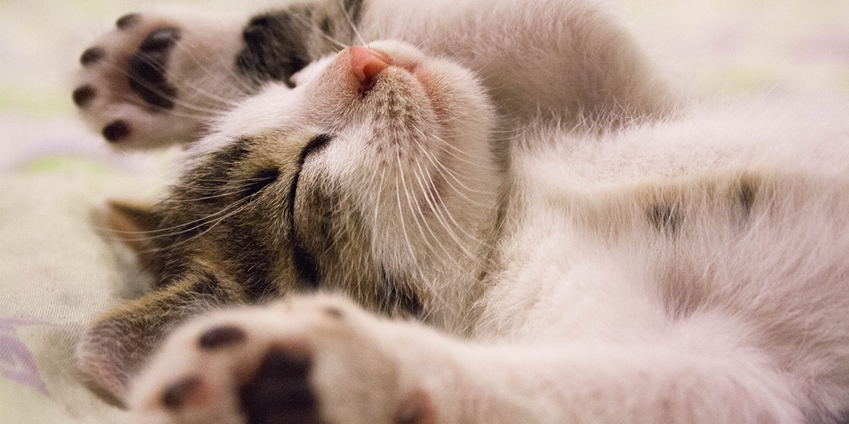 Why do cats purr?