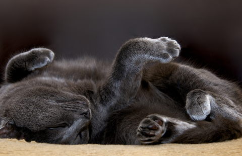 Why do cats roll over and show their tummies yet scratch when it is tickled?