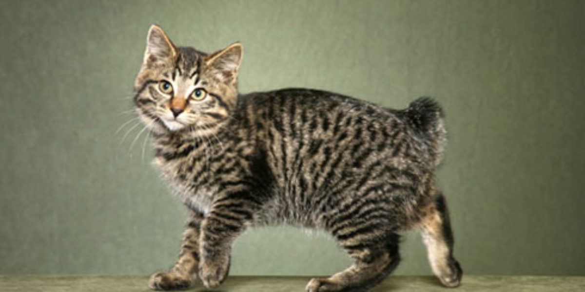 Kurilian Bobtail International Cat Care