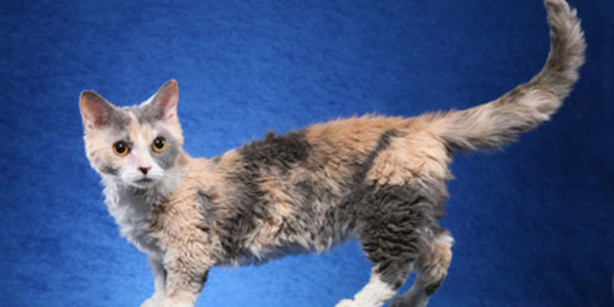 Lambkin, salah satu jenis kucing munchkin terpopuler