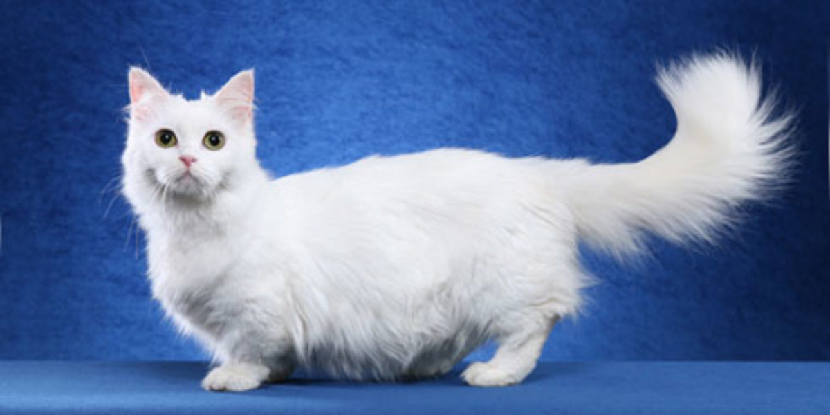 Napoleon, salah satu jenis kucing munckin terpopuler