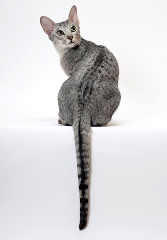 Silver Tabby Oriental Shorthair Cat On White Background Stock