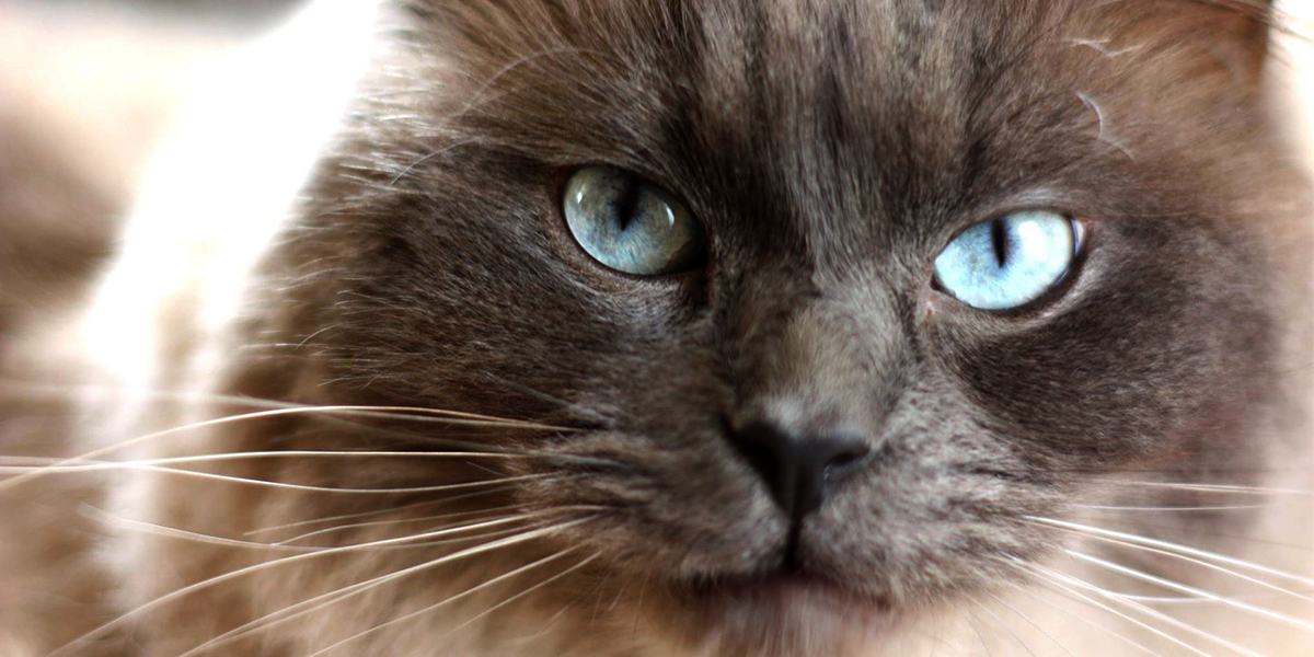 What About a Pedigree? | International Cat Care