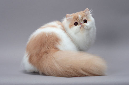 persian cat no hair