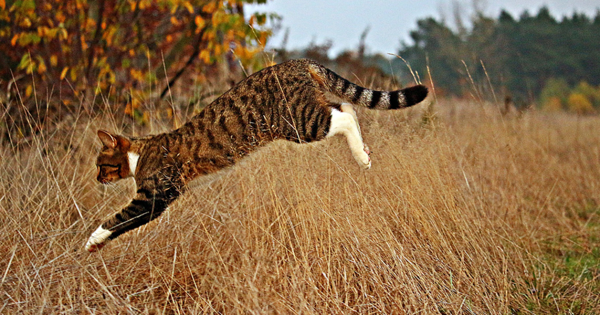 Understanding the hunting behaviour of cats | International Cat Care