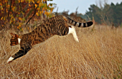 Understanding the hunting behaviour of pet cats: an introduction