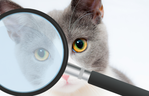 Be a detective for your cat’s health