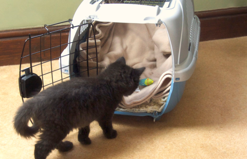 Encouraging your cat to be happy in a cat carrier – video