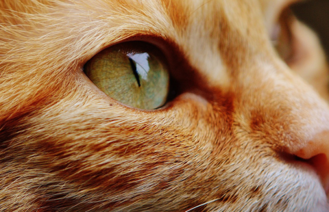 Helping your cat accept having its eyes checked – video
